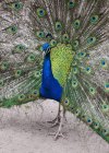 A Peacock Putting On A Mating Display ; Victoria (Colombie-Britannique), Canada — Photo de stock