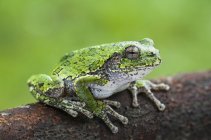 Grüner Frosch auf dem Boden sitzend mit grün verschwommenem Hintergrund — Stockfoto
