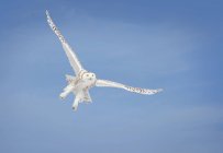 Gufo delle nevi (Bubo Scandiacus) In volo; Saulte Saint Marie, Ontario, Canada — Foto stock