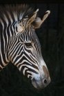 Vista laterale della testa di zebra su sfondo nero — Foto stock