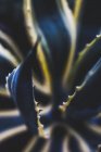 Вид листьев растений на размытом фоне — стоковое фото