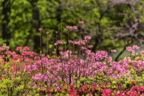 Azaleen und Rhododendron (ericaceae), Botanischer Garten New York; Bronx, New York, Vereinigte Staaten von Amerika — Stockfoto