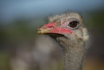 Vista lateral da cabeça de avestruz no fundo borrado durante o dia — Fotografia de Stock