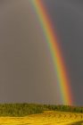Vista del arco iris en el cielo sobre el campo de hierba verde rural con árboles durante el día - foto de stock