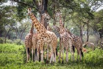 Giraffes standing on ground with green grass against trees during daytime — Stock Photo