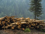 Holzhölzer im Wald gegen Bäume gestapelt und tagsüber im Hintergrund üppiger Wald — Stockfoto