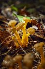 Cogumelos crescendo no chão da floresta, Bon Echo Provincial Park; Ontário, Canadá — Fotografia de Stock