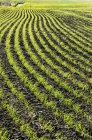 Linee di una crescita precoce grano raccolto in un campo in movimento; Beiseker, Alberta, Canada — Foto stock