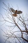 Un falco rosso vola da un albero contro un cielo limpido, Tommy Thompson Park; Toronto, Ontario, Canada — Foto stock
