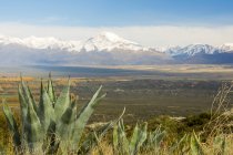 Kaktus im Vordergrund einer Wüstenebene, die sich bis zu den schneebedeckten Bergen in der Ferne erstreckt; Tupungato, Mendoza, Argentinien — Stockfoto