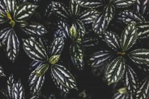Blick auf blühende Blumen auf schwarzem Hintergrund — Stockfoto