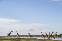 Pack of of Giraffes standing on ground covered with grass against pond water — Stock Photo