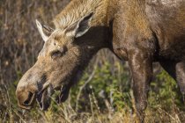Bull moose eating grass from ground during daytime — Stock Photo