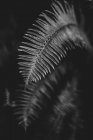 Vue de la feuille de fougère sur fond sombre et flou, image en noir et blanc — Photo de stock