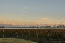 O nascer do sol ilumina as montanhas cobertas de neve à distância, enquanto a névoa se dissipa sobre uma vinha; Tunuyan, Mendoza, Argentina — Fotografia de Stock