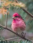 Pink feathered bird sitting on twig of tree outdoors — Stock Photo
