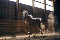 Um cavalo retroiluminado pela luz do sol galopando em um estábulo; Canadá — Fotografia de Stock