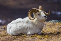 Bighorn montone ovini posa a terra durante il giorno — Foto stock