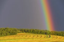 Blick auf Regenbogen über ländliches grünes Rasenfeld mit Bäumen tagsüber — Stockfoto