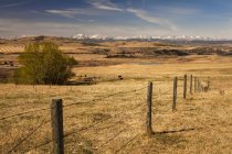 Rindvieh auf der Weide; canmore, alberta, canada — Stockfoto