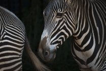 Одна зебра, що стоїть близько до іншої тварини на чорному тлі — стокове фото