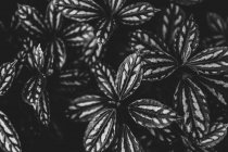 Schwarzweiß-Bild einer Blume mit geöffneten Blütenblättern vor dunklem Hintergrund — Stockfoto