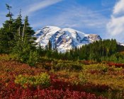 Mount Rainier And An Autumn Coloured Meadow, Mount Rainier National Park ; Washington, États-Unis d'Amérique — Photo de stock