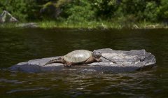 A Snapping Turtle (Chelydra Serpentina) Rests On A Rock In The Water, Algonquin Provincial Park; Ontario, Canada — Stock Photo