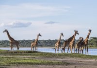 Giraffe in piedi sul campo contro l'acqua nello stagno durante il giorno — Foto stock