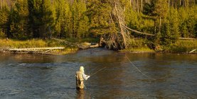 Un uomo che pesca nel fiume Yellowstone con una foresta sullo sfondo, Parco Nazionale di Yellowstone; Wyoming, Stati Uniti d'America — Foto stock