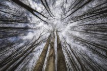 Vue en angle bas des arbres sans feuilles contre un ciel bleu clair — Photo de stock