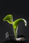 Close-Up Of A Cucumber Seedling In A Soil Pouch Against A Black Background; Calgary, Alberta, Canada — Stock Photo