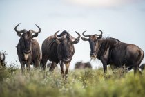 Три буйвола стоят на зеленой траве в дневное время, глядя в камеру — стоковое фото