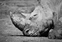 Black and white picture of rhino with head on ground — Stock Photo