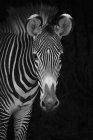 Черно-белая фотография зебры, смотрящей в камеру на черном фоне — стоковое фото
