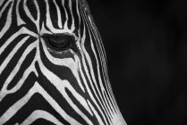 Nahaufnahme von Zebrakopf auf schwarzem Hintergrund — Stockfoto