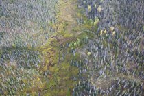 Veduta aerea di Twitter Creek che attraversa una foresta sulla penisola di Kenai; Alaska, Stati Uniti d'America — Foto stock