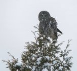 Hibou assis sur le sommet d'un arbre avec de la neige pendant la journée — Photo de stock