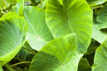 Große runde grüne Blätter, die tagsüber über über dem Boden wachsen — Stockfoto