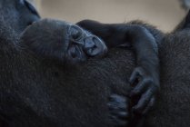 Baby Western Lowland Gorilla (Gorilla Gorilla) Asleep In Arms Of Mother; Cabarceno, Cantabria, Spain — стоковое фото