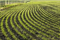 Linhas de uma cultura de grãos de crescimento precoce em um campo rolante; Beiseker, Alberta, Canadá — Fotografia de Stock