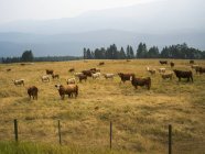 Pâturage des bovins sur le champ avec des arbres contre la clôture pendant la journée — Photo de stock