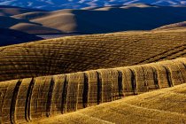 Abgeerntete Felder auf sanften Hügeln mit Schatten bei Sonnenuntergang; Washington, Vereinigte Staaten von Amerika — Stockfoto