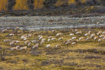 Pacote de alce touro caminhando através do campo com grama e árvores durante o dia — Fotografia de Stock