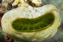 Вид на морского плоского червя с зеленой структурой внутри — стоковое фото