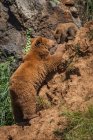 Mãe urso marrom sobre tocar urso bebê no topo da colina durante o dia — Fotografia de Stock