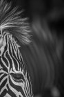 Black and white picture of zebra head on blurred background — Stock Photo