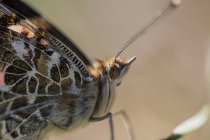 Бабочка сидит на ветке вблизи на размытом фоне — стоковое фото