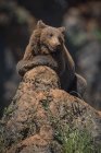 Brown bear laying on ground and  looking away on blurred backdrop — Stock Photo