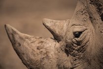 Fechar a cabeça de rinoceronte ao ar livre durante o dia — Fotografia de Stock